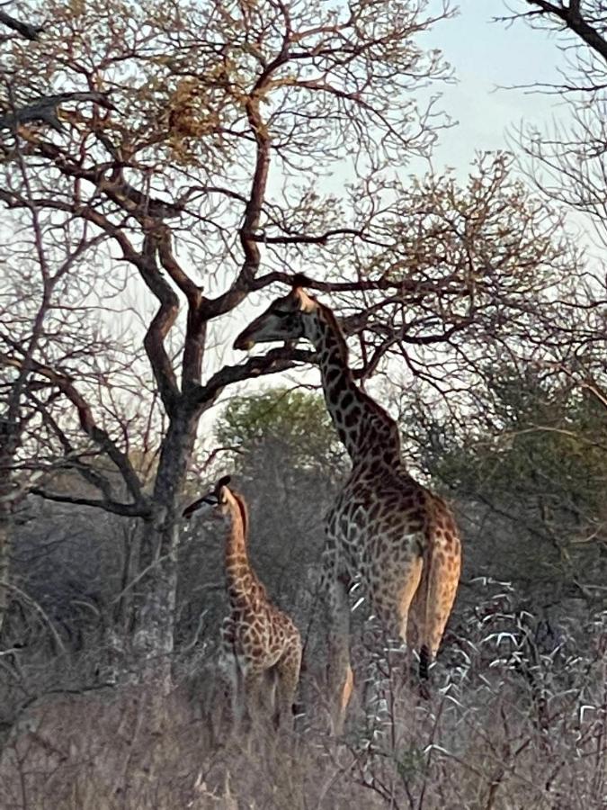 The Cheetah Rest Villa Hoedspruit Eksteriør bilde