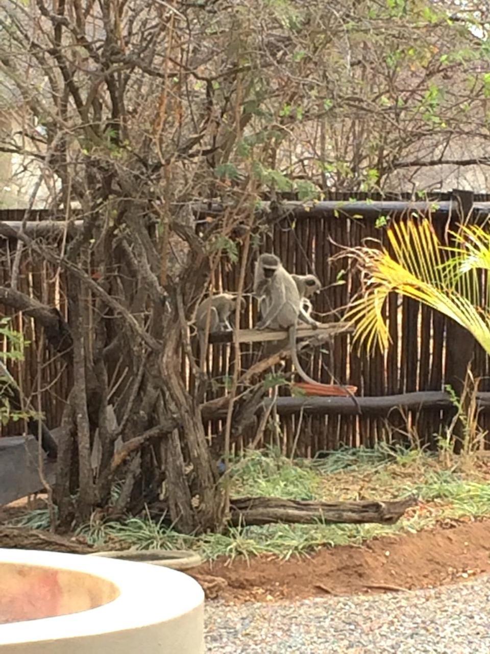 The Cheetah Rest Villa Hoedspruit Eksteriør bilde